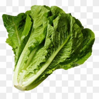 Lettuce Clipart Spinach - Romaine Png Transparent Png