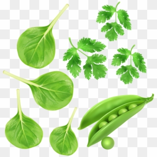Spinach Green - Transparent Green Vegetables Png Clipart
