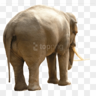 Free Png Download Elephant Png Images Background Png - High Quality Animal Textures Clipart