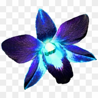 Clip Art Black And White Download Eletragesi Images - Blue Purple Orchid Png Transparent Png