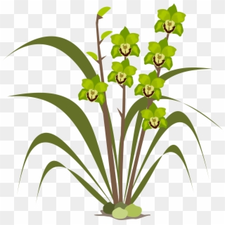 Cymbidium Orchid Flowers Png Image Download - Orchids Clipart
