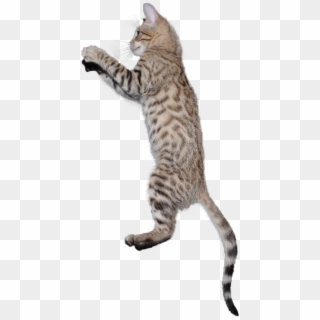 566 X 1124 10 - Cat Jumping Transparent Background Clipart