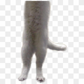 Long Cat Png - Render Clipart