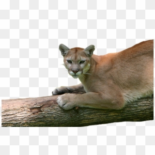 Leave A Reply Cancel Reply - Cougar Clipart