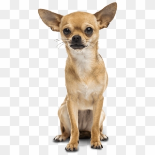 Bad To The Bone Or Misunderstood Graphic Black And - Chihuahua Dog Png Clipart