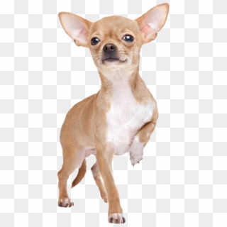 Chihuahua Stehend Von Vorne - Chihuahua Stock Clipart