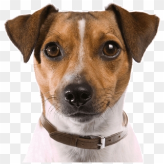 Rat Terrier Puppies Dogs Search - Perro Cazador De Ratas Clipart
