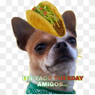 #chihuahua Taco Tuesday @vince1 #sctuesdaythoughts - Chihuahua Clipart
