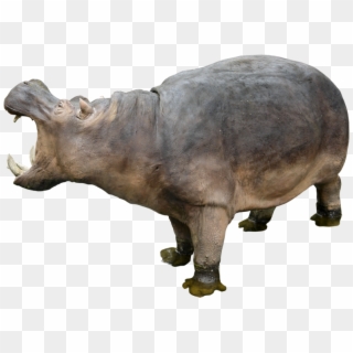 Hippo Png Free Download - Hippo Png Clipart