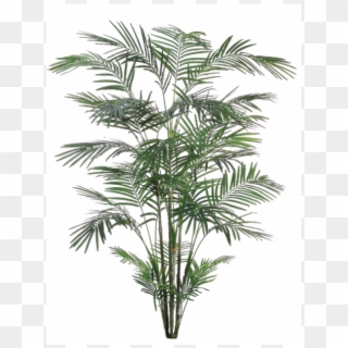 5' Tropical Areca Palm X6 With 1017 Leaves - Roystonea Clipart