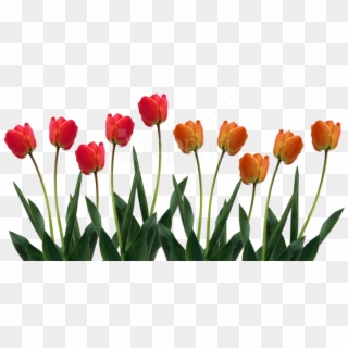 Free Png Tulip Png Pic Png Images Transparent - Tulips Png Clipart