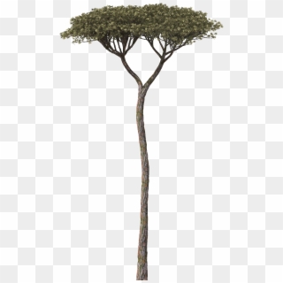 Tree - Pinius Pinea - Pond Pine Clipart