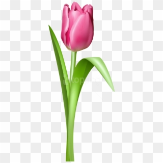 Free Png Tulip Png Images Transparent - Tulipan Clipart