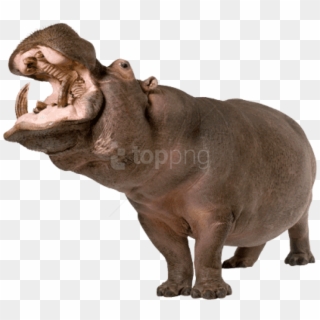Free Png Download Hippopotamus Up Png Images Background - Hippo Png Clipart