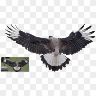 Vulture Png Clipart