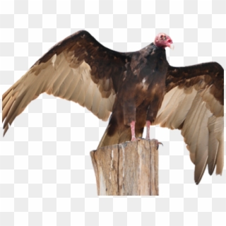 Drawn Turkey Vulture Transparent - Turkey Vulture Png Clipart