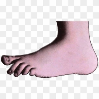 Daily Kos - Monty Python Foot Png Clipart