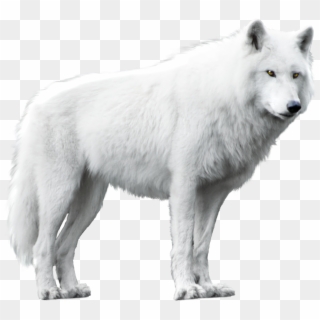 White Wolf Isolated Image - White Wolf Png Clipart