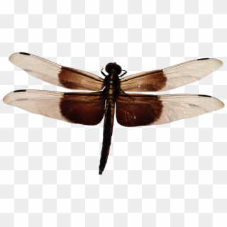 Download Free Png - Dragonfly No Background Clipart