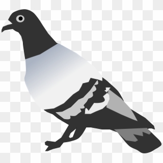2400 X 2205 3 - Domestic Pigeon Clipart