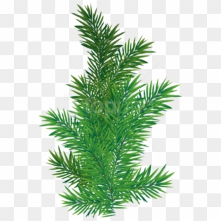 Free Png Pine Branch Png - Pine Tree Branch Png Clipart