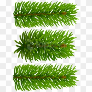 Free Png Beautiful Pine Branches Png Images Transparent Clipart