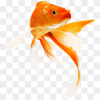 Gold Fish Png Clipart
