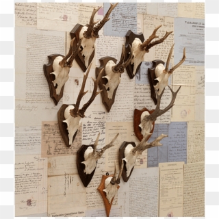 Old Antlers - Plywood Clipart