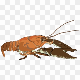 Png Transparent Stock Crawfish Clipart Lobster Claw - Crabfish Cartoon Png