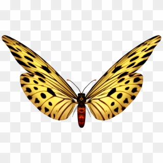 Para Ver La Coleccion Completa De Mariposas Png Ir - Frame Red Butterfly Clipart