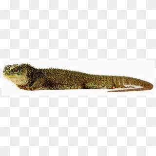 900 X 600 3 - Amazonian Lizard Png Clipart