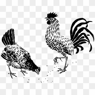 Hen And Rooster Black White Line Art 999px 137 - Chicken Drawings Clipart
