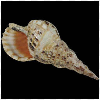 Shell, Free Pngs - Sea Shell Transparent Background Clipart