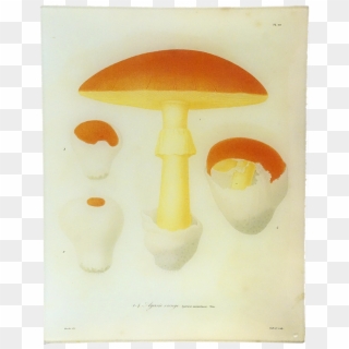 Edible Mushroom Clipart