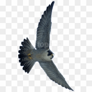 Free Png Download Falcon Png Images Background Png - Falcon Transparent Clipart