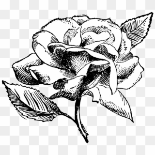 Free Digital Stamp Rose Illustration - Flower Illustration Black And White Png Clipart