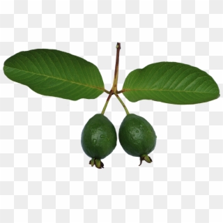 Jambu Biji, Guava, Leaf, Green, Guava Png - Common Guava Clipart