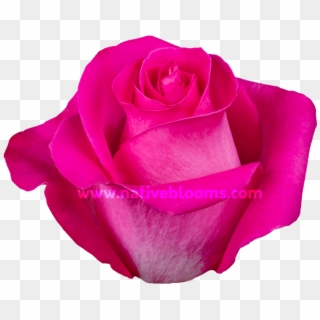 Topaz Roses - Floribunda Clipart