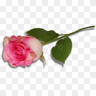 Free Png Large Pink Rose Png Images Transparent - Single Pink Rose Png Clipart