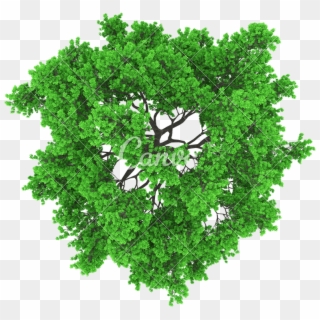 800 X 800 21 - Tree Top View Vector Png Clipart