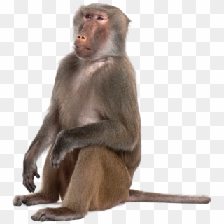 Monkey Png - Click Here - Monkey Png Clipart
