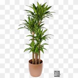 522 X 800 10 2 - Indoor Plant Dracaena Clipart