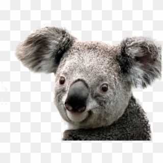 Koala Png Image Background - Koala Png Clipart