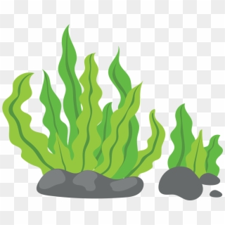 1181 X 1181 16 - Sea Weeds Clipart Png Transparent Png
