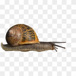 Snails Png Clipart