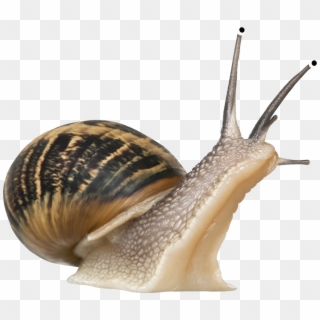 Transparent Snail Clipart