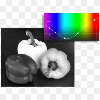 Example Of Normal Spectral Response Example Of Red - Winter Squash Clipart
