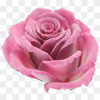 Flores Png Rosas - Significado De Las Flores Para Boda Clipart