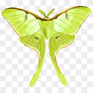 Clipart - Luna Moth On Transparent Background - Png Download