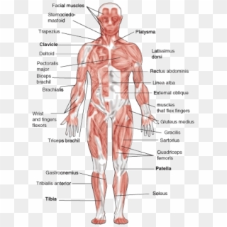 Human Muscular Chart - Muscular System Clipart